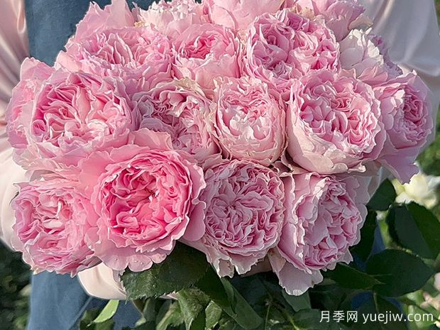 公主蕾丝月季(图1)