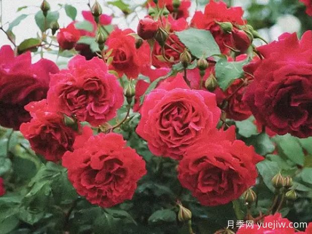 国色天香月季(图1)