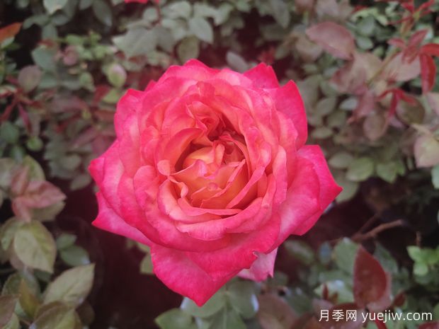 月季花什么时候开花？(图1)