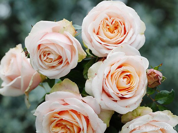 彗星王阳台月季Comet King Terrazza(图3)