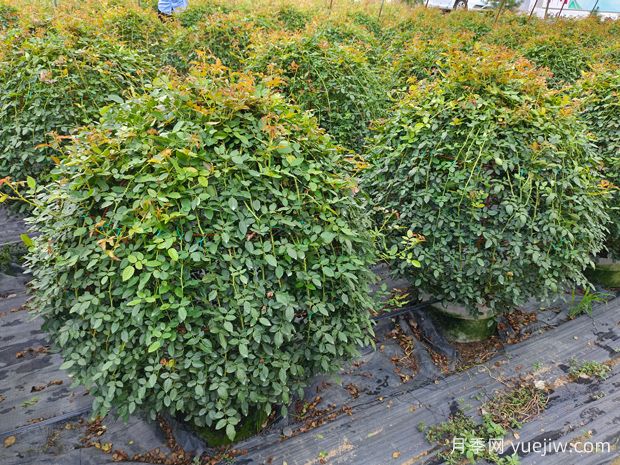 月季花球造型惊艳，风靡园林绿化(图1)