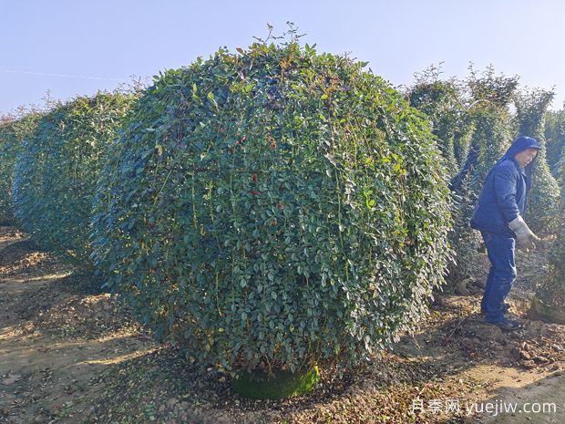 月季花球造型惊艳，风靡园林绿化(图2)