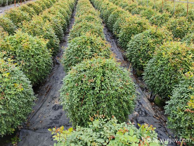 月季花球造型惊艳，风靡园林绿化(图4)