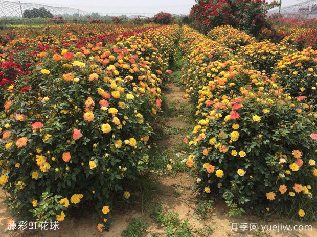 月季花球造型惊艳，风靡园林绿化(图3)