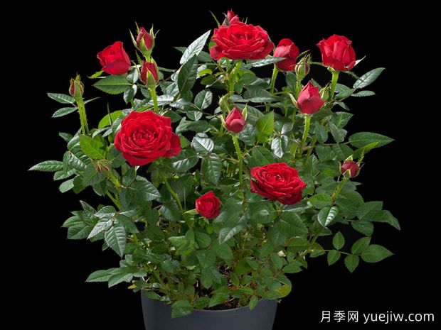 火热宝石月季(图2)