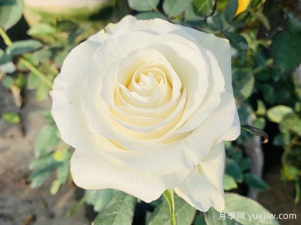 白色巧克力月季(图1)