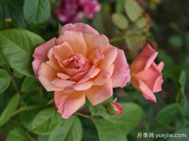 伊萨博蒙特勒伊月季(图1)