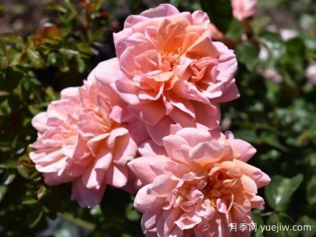 勃艮第夫人月季(图1)