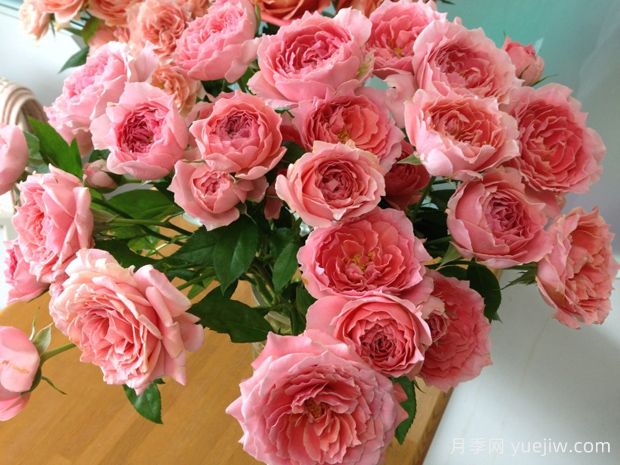 图瓦橙杯月季/啦啦队长月季(图1)