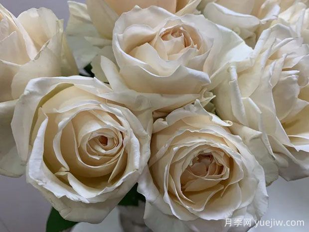 香草香水月季(图1)