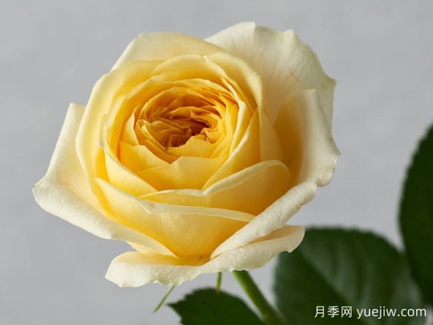 岁月月季/月火(图1)