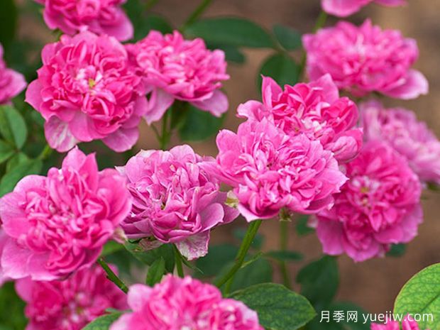 暦月季/日历月季(图2)