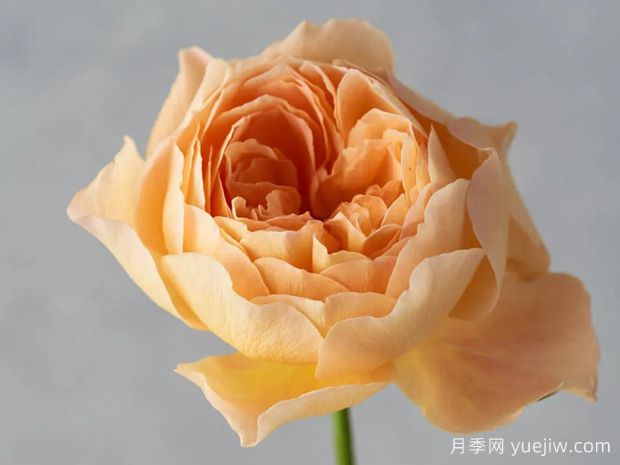 月亮之花月季/月花(图1)