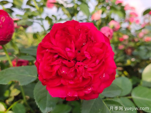 最受欢迎的24种月季花,长得快开花多(图1) 最受欢迎的24种月季花,长得快开花多(图1)