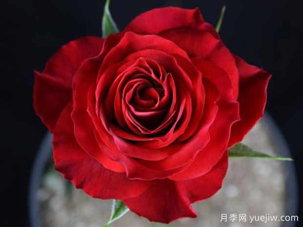 灼热欢腾月季/火山黄腾/火热欢腾(图1)