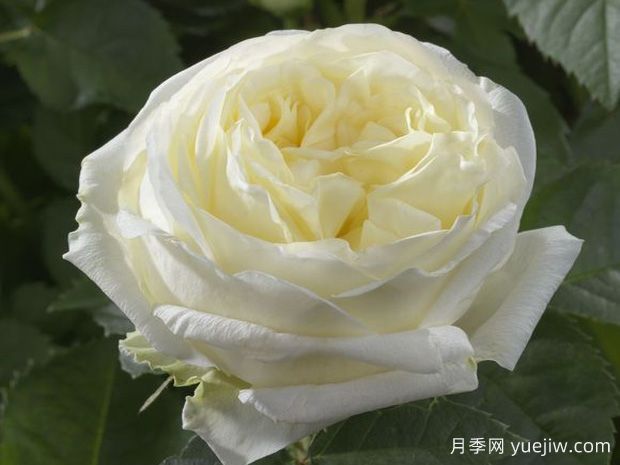 极地欢腾月季(图1)