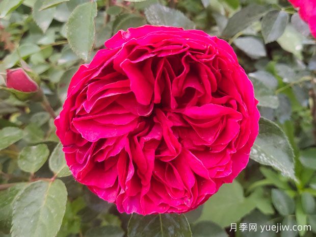 开爆花的3个大花藤本月季，轻松打造整面花墙(图3)