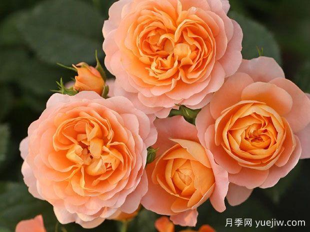 月季花的最佳种植时间？哪些品种适合家庭种植？(图1)