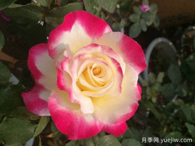 5款月季花，优点多多惹人爱(图1)