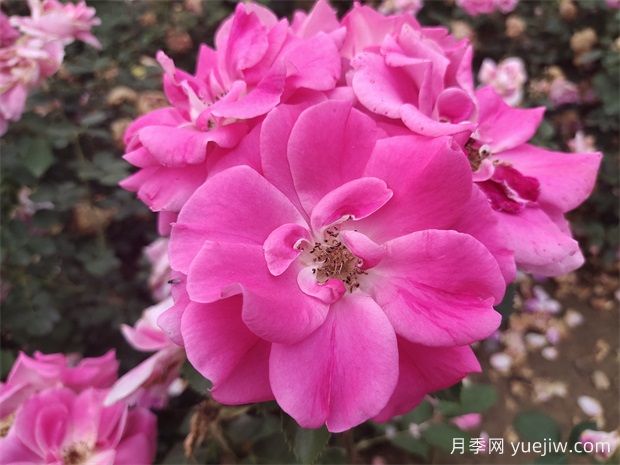 工程绿化常用丰花月季品种有哪几种？(图1)