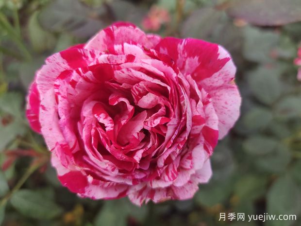 食用玫瑰如何识别辨认？食用玫瑰怎么挑选？(图1)