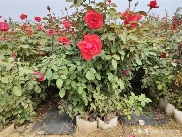 美植袋月季，大花丰花大钵月季苗(图1)