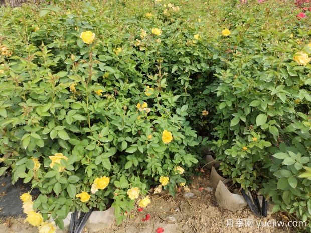 美植袋月季，大花丰花大钵月季苗(图2)