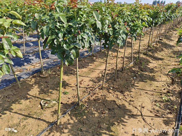 3款非常受欢迎的棒棒糖月季品种(图1)