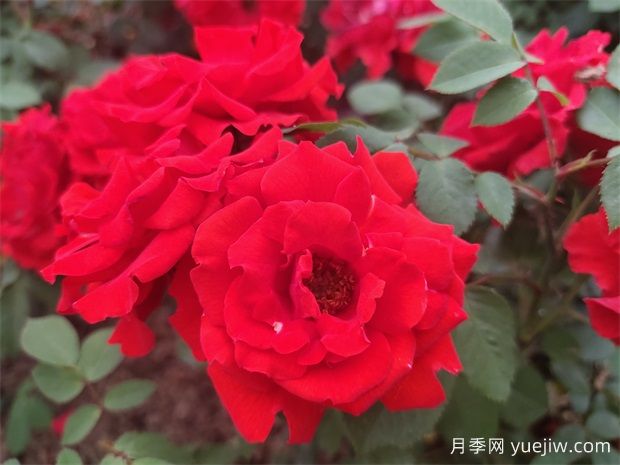 如何选择适合自己的丰花月季品种？(图1)