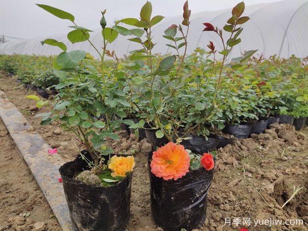 春天种植月季的方法及注意事项(图1)