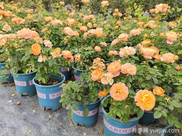 秋冬季节，如何给月季花施肥？(图1)