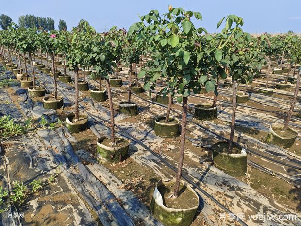 养植树状月季要注意什么？(图1)