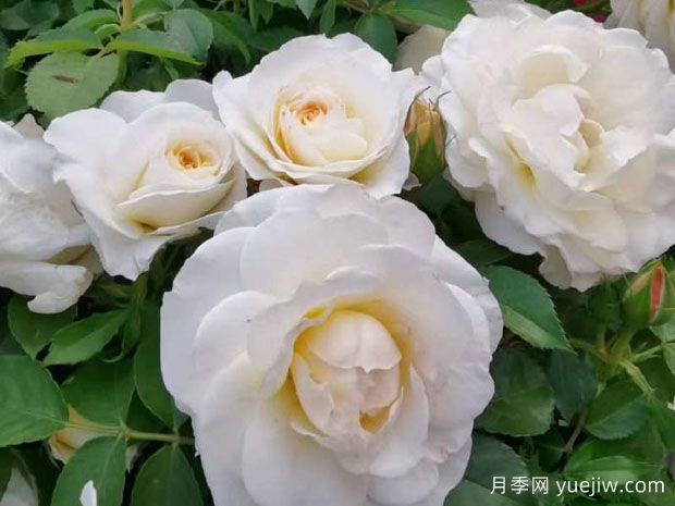 冰淇淋阳台，阳台月季界的新星，无刺勤花颜值高(图1)