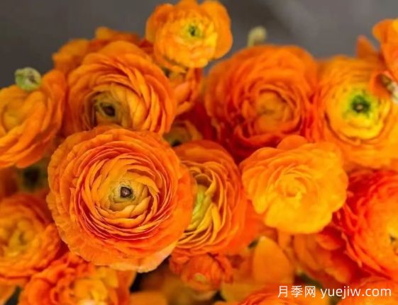 欲与牡丹争艳的花毛茛“洋牡丹”，超高颜值(图1)
