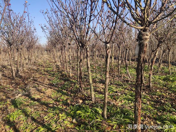 冬天月季要休眠会出现2个信号，此时该如何做？(图1)