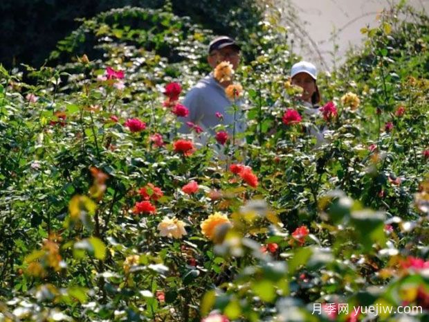 南宁花卉公园3万株月季入盛花期，市民闻香而来(图1)