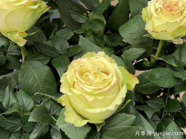 催眠术月季(图1)