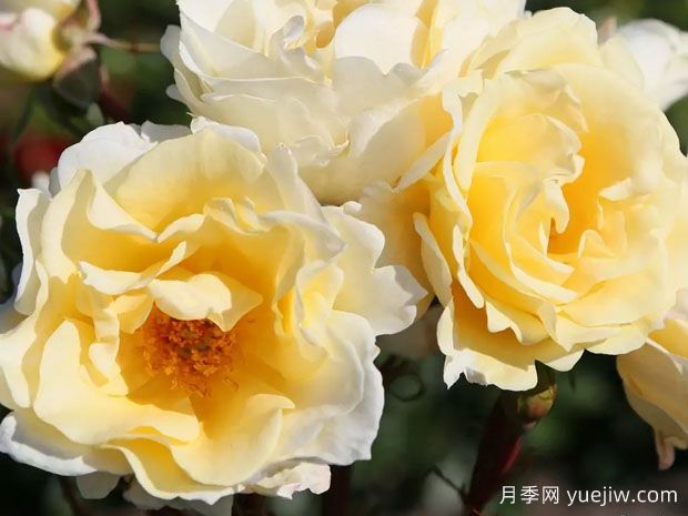 导师之花月季(图3)