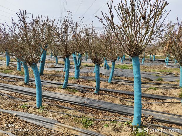 冬季园林植物养护办法(图1)