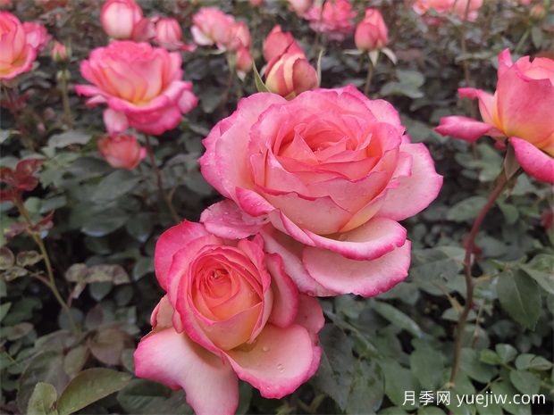 花卉按照园林用途的分类(图1)