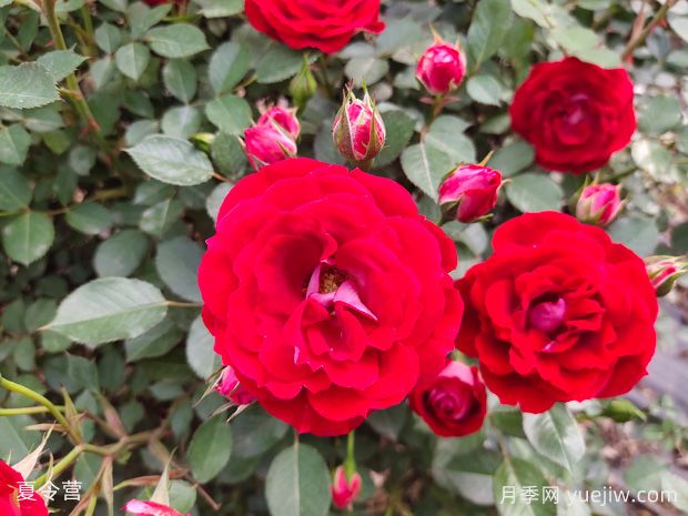 30种常见花卉养护大全(图1)