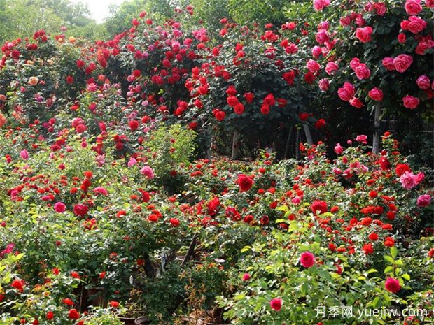 城镇园林绿化规划，专业术语解释(图1)