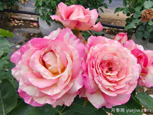 月季花耐寒零下多少度？月季冬天在室外会冻死吗？(图1)