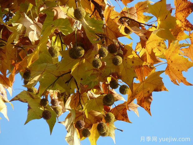 ​世界十大行道树种类，法桐榉树榆树七叶树在列(图1)