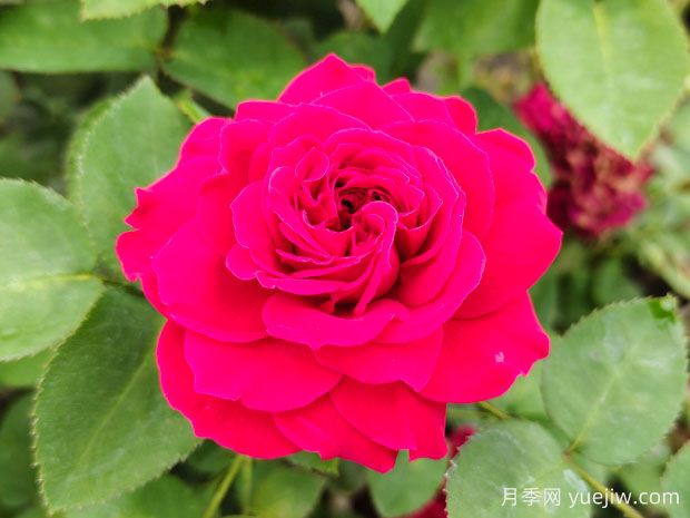 月季花和玫瑰花有区别吗？(图2)