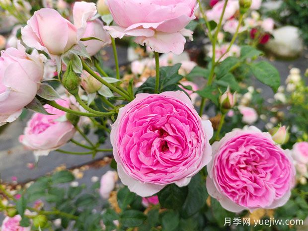闻花识月季，月季分类与文化(图2)