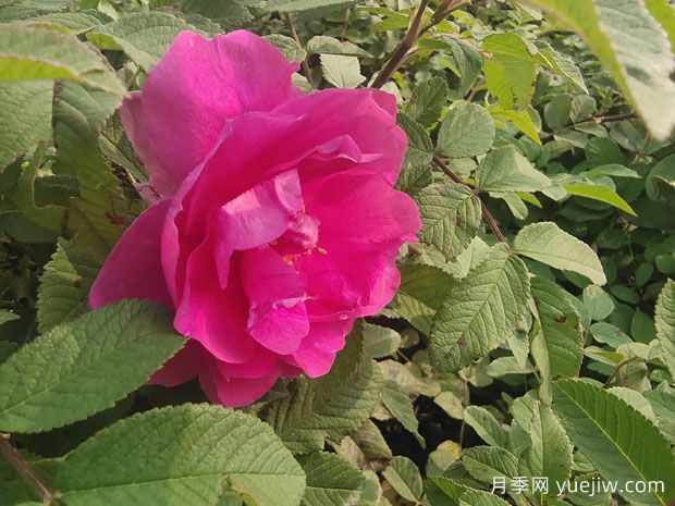 花店的玫瑰是切花月季，如何认清月季与玫瑰、蔷薇的区别(图2)