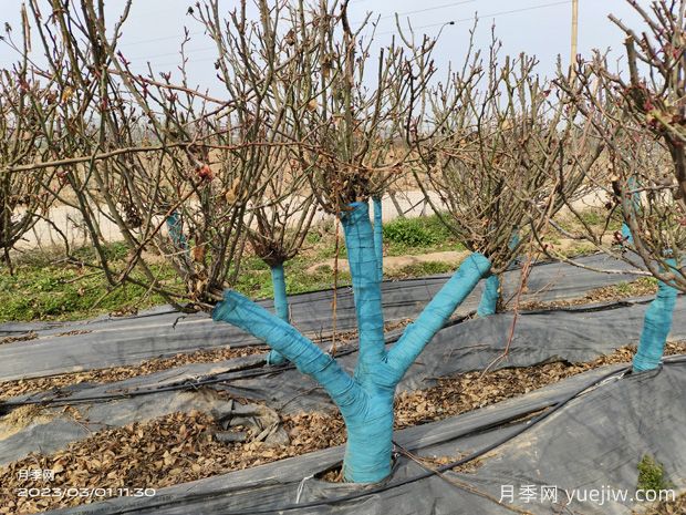 冬季园林植物修剪原则及注意事项有哪些(图1)