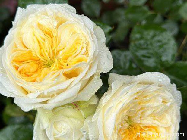 说服月季/信念/黄贵妃(图2)