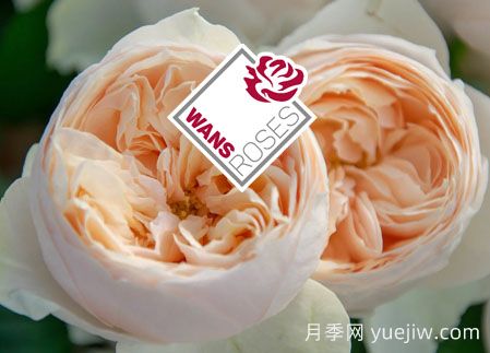 月季育种家：德国Wans Roses月季农场(图1)